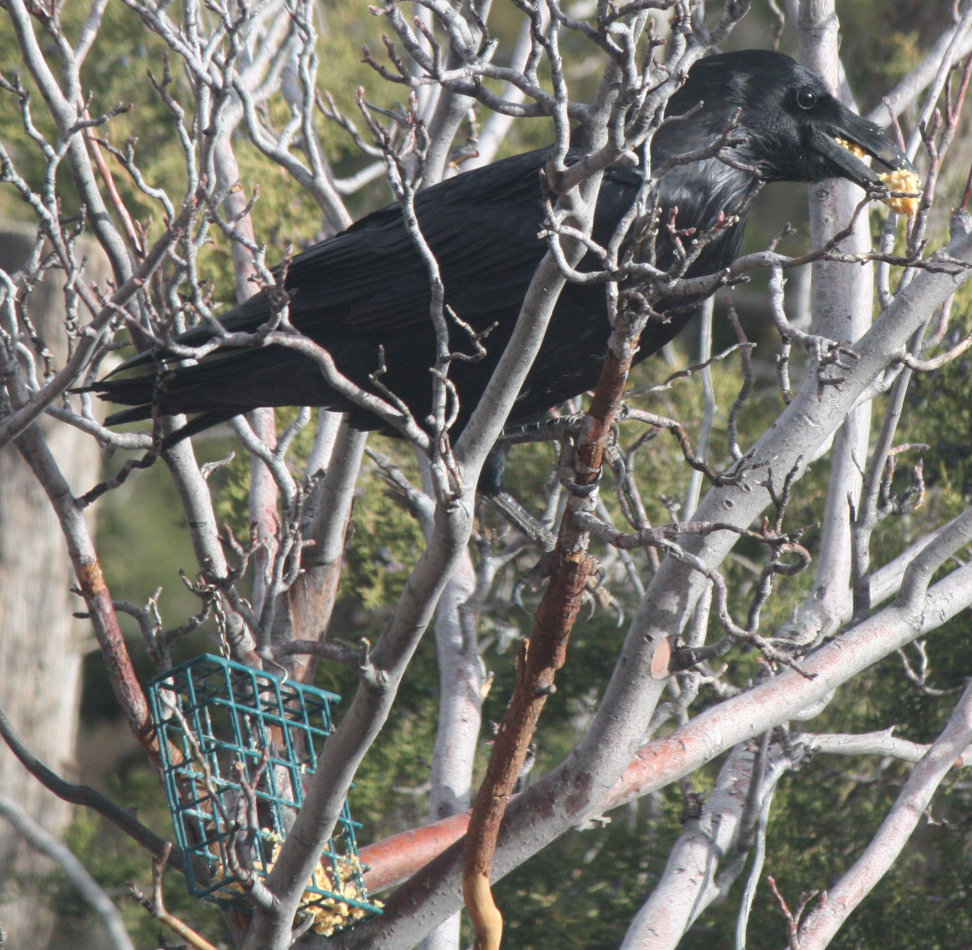 [Common raven]