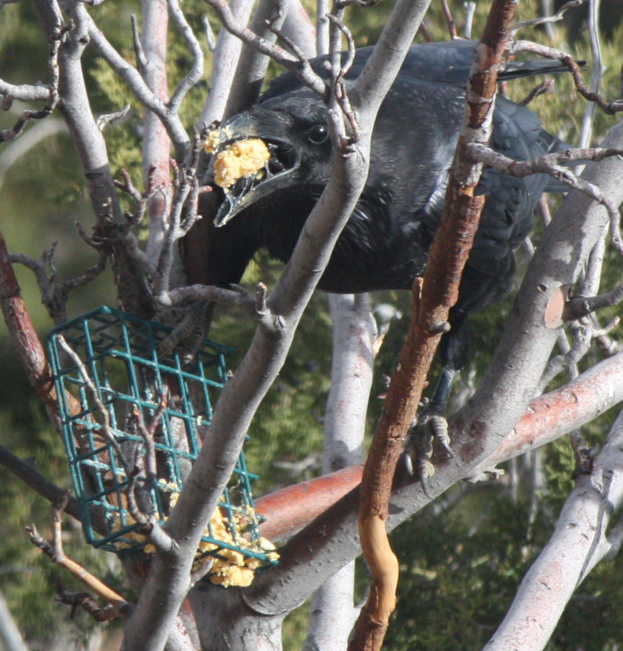 [Common raven]