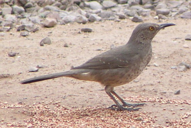 [Curve-billed thrasher]