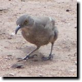 [ Curve-billed thrasher ]