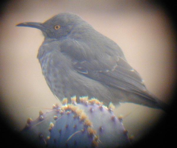 [Curve-billed thrasher]