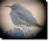 [ Curve-billed thrasher ]