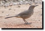 [ Curve-billed thrasher ]