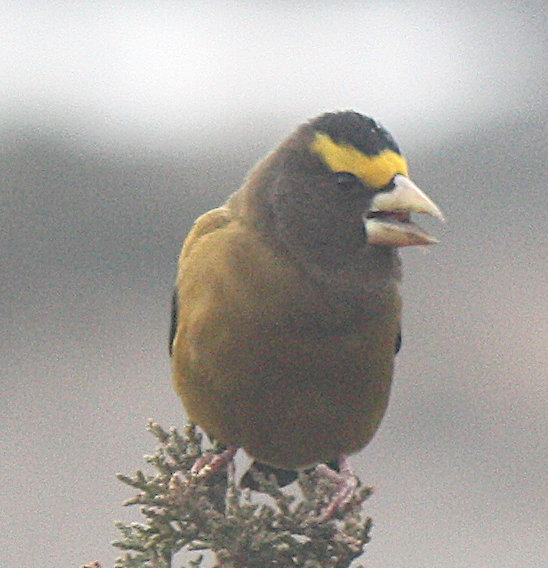 [Evening grosbeak]