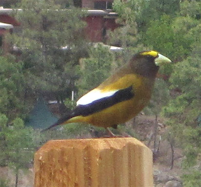 [Evening grosbeak]