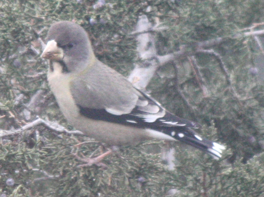 [Evening grosbeak]