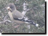 [ Evening grosbeak ]