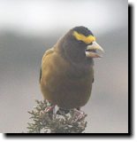 [ Evening grosbeak ]