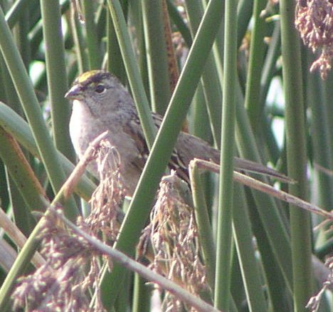 [Golden-crowned sparrow]