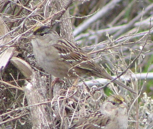 [Golden-crowned sparrow]