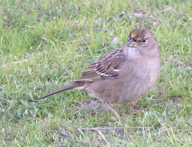 [Golden-crowned sparrow]