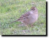 [ Golden-crowned sparrow ]