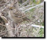 [ Golden-crowned sparrow ]