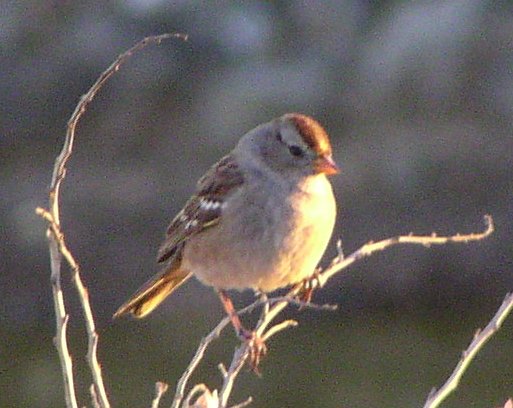 [Golden-crowned sparrow]