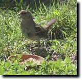 [ Golden-crowned sparrow ]