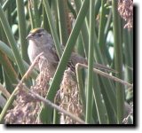 [ Golden-crowned sparrow ]