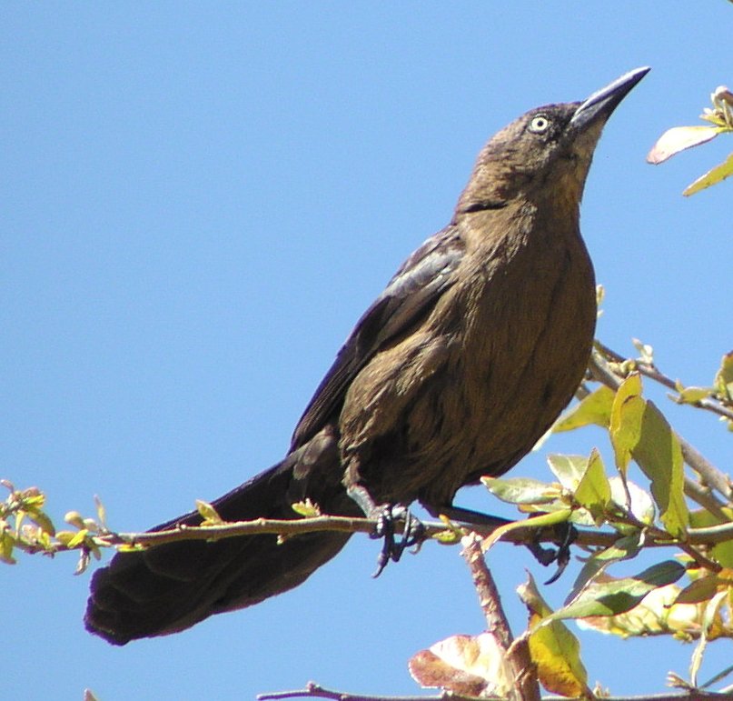 [Great-tailed grackle]