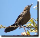 [ Great-tailed grackle ]