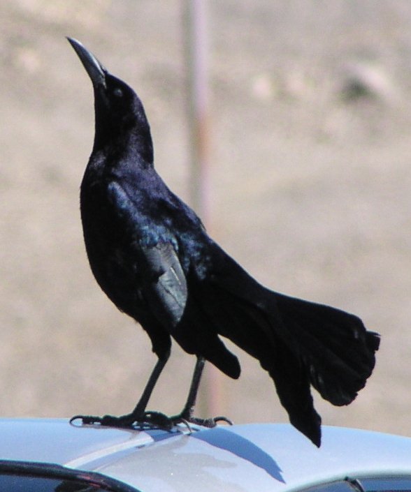 [Great-tailed grackle]