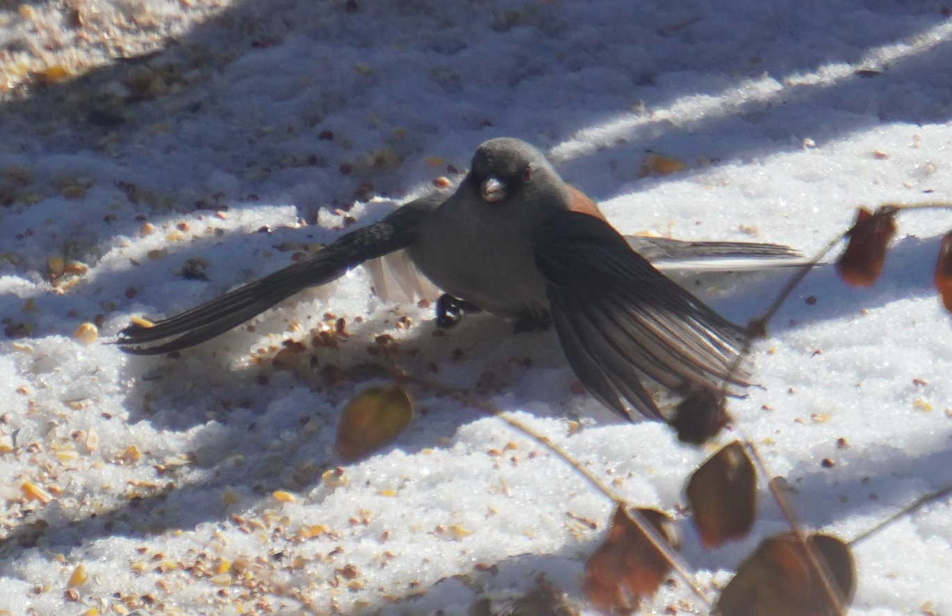 [Dark-eyed junco (grey-hea ...]