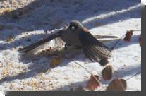 [ Dark-eyed junco (grey-hea ... ]