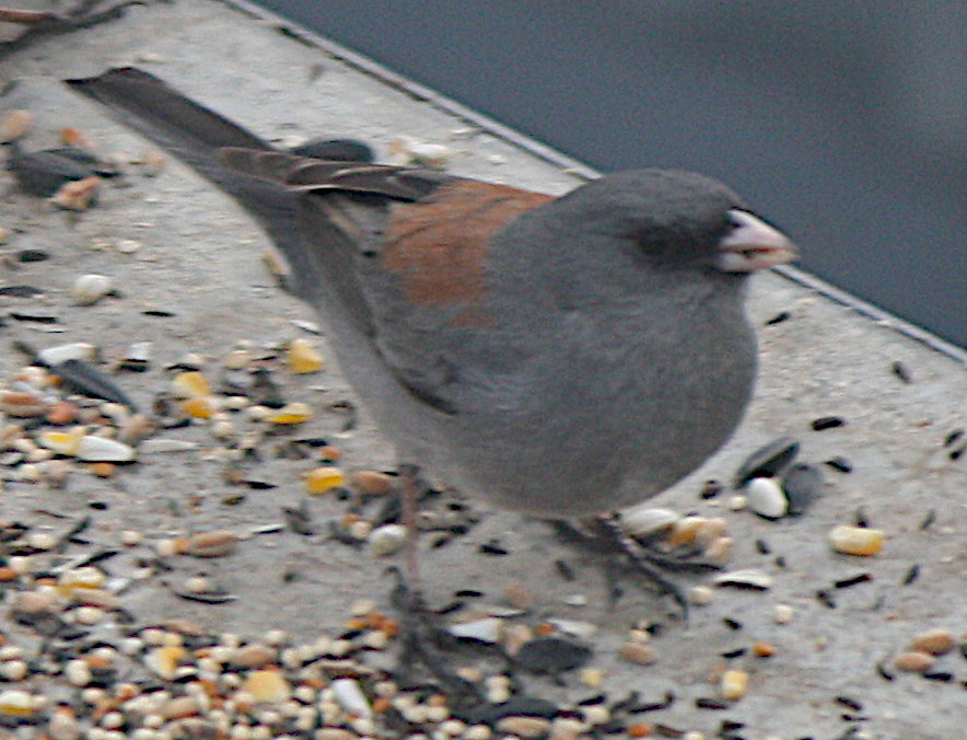 [Dark-eyed junco (grey-headed)]