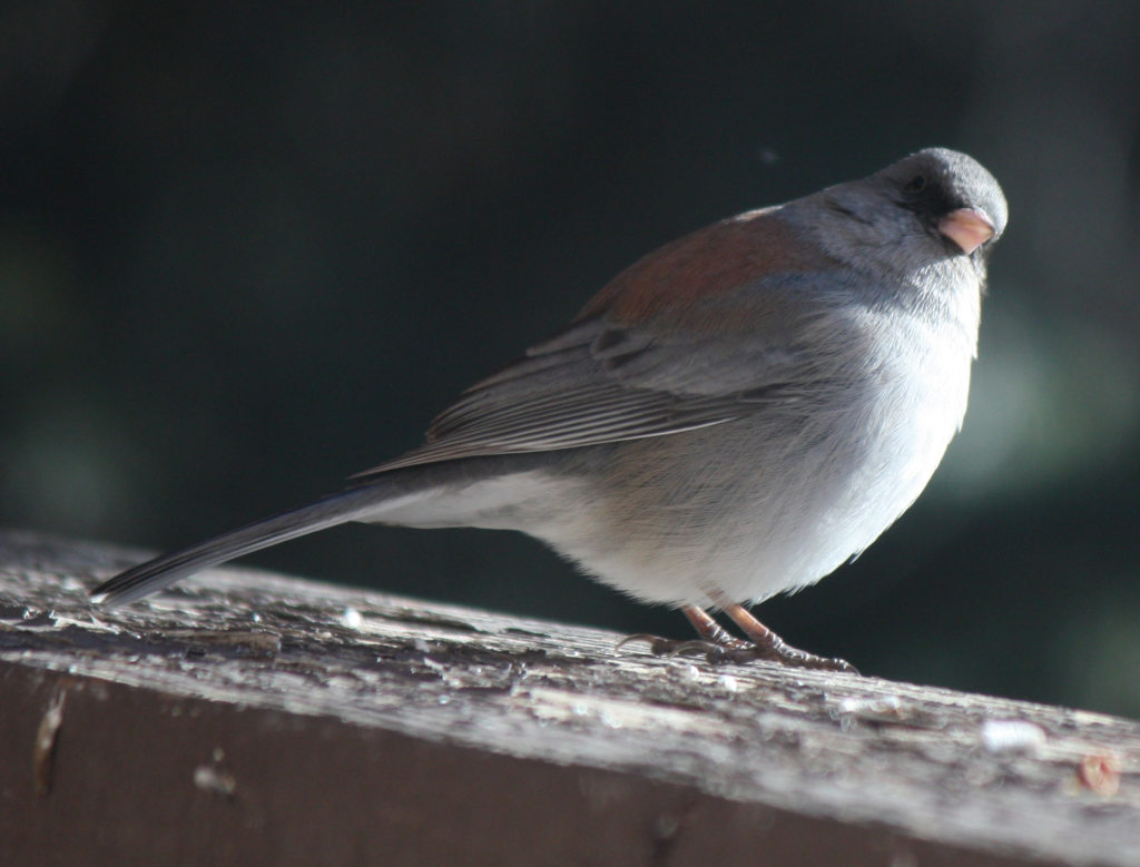 [Dark-eyed junco (grey-headed)]