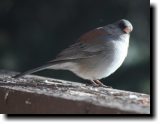 [ Dark-eyed junco (grey-headed) ]