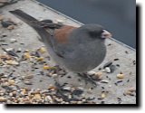 [ Dark-eyed junco (grey-headed) ]