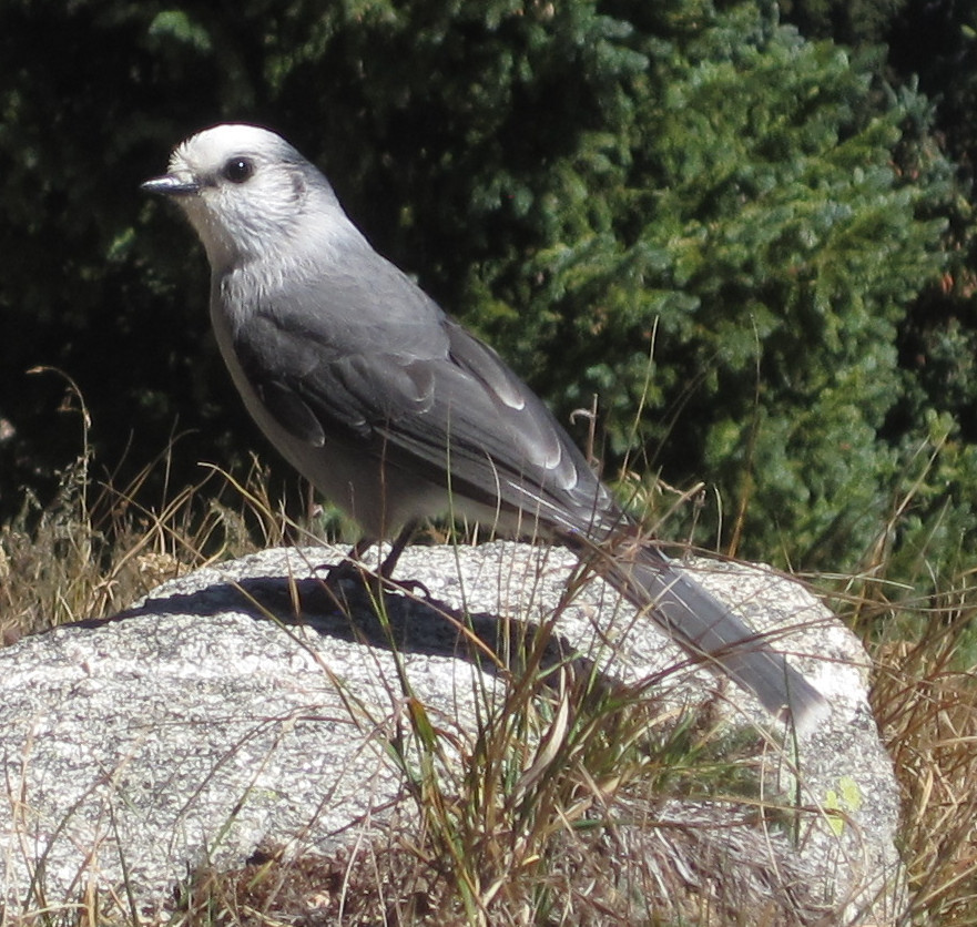 [Grey jay]