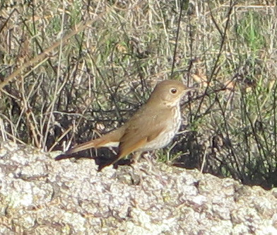 [Hermit thrush]