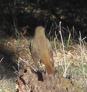 [Hermit thrush]