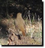 [ Hermit thrush ]