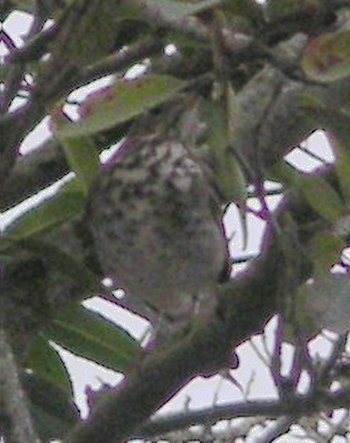 [Hermit thrush]