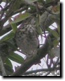 [ Hermit thrush ]