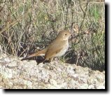 [ Hermit thrush ]