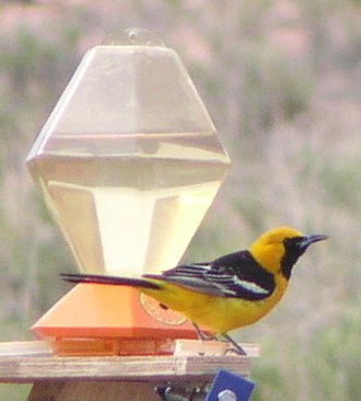 [Hooded oriole]