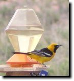 [ Hooded oriole ]