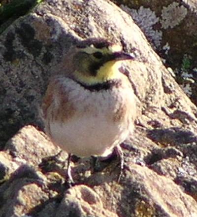 [Horned lark]