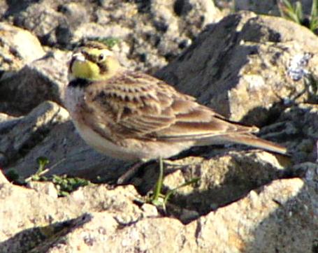 [Horned lark]