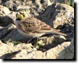 [ Horned lark ]