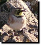 [ Horned lark ]