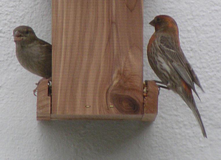 [House finch]