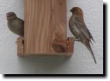 [ House finch ]