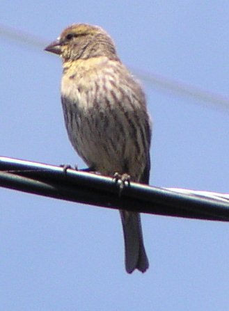 [House finch]