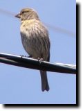 [ House finch ]