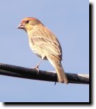 [ House finch ]