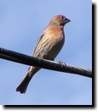 [ House finch ]