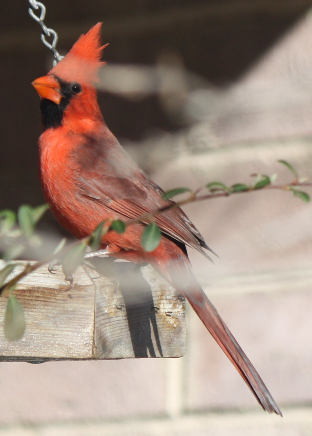 [Northern cardinal]