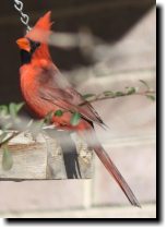 [ Northern cardinal ]